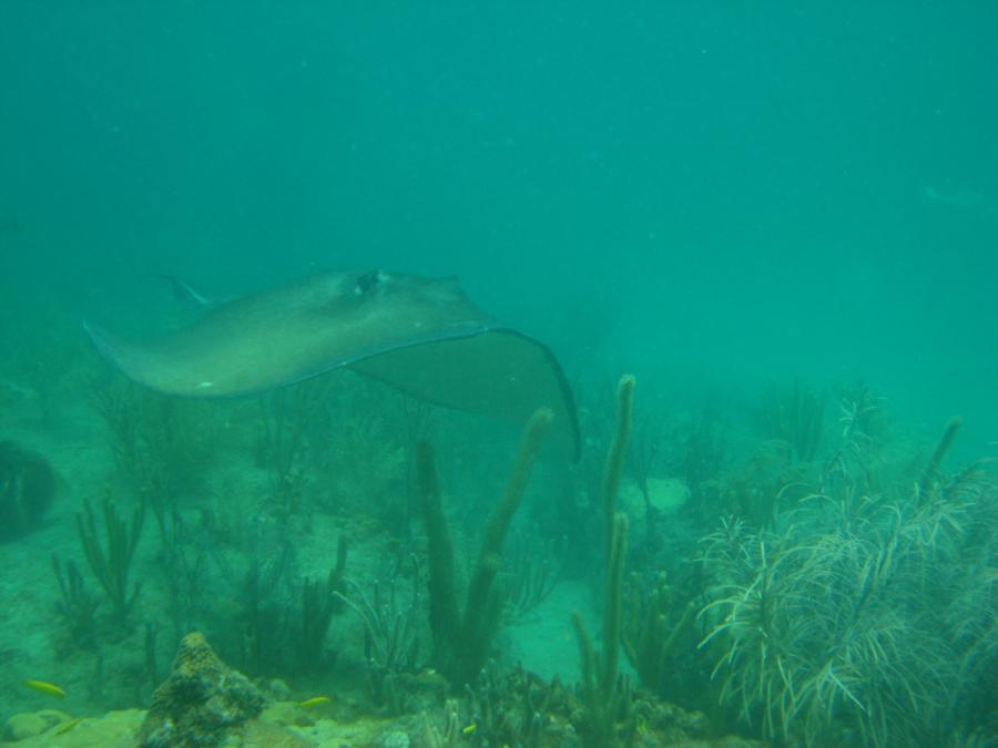 Stingray