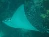 Spotted Eagle Ray