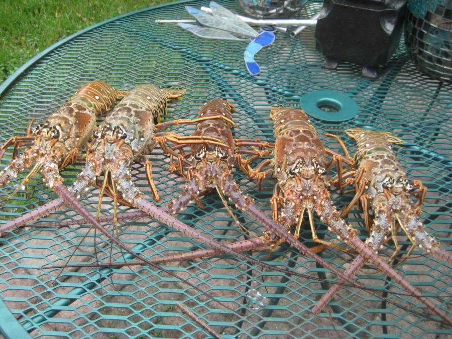 Lobster Catch of The day