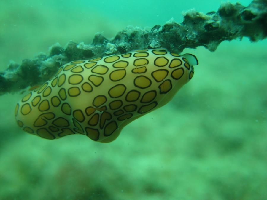 Flamingo Tongue