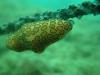 Flamingo Tongue