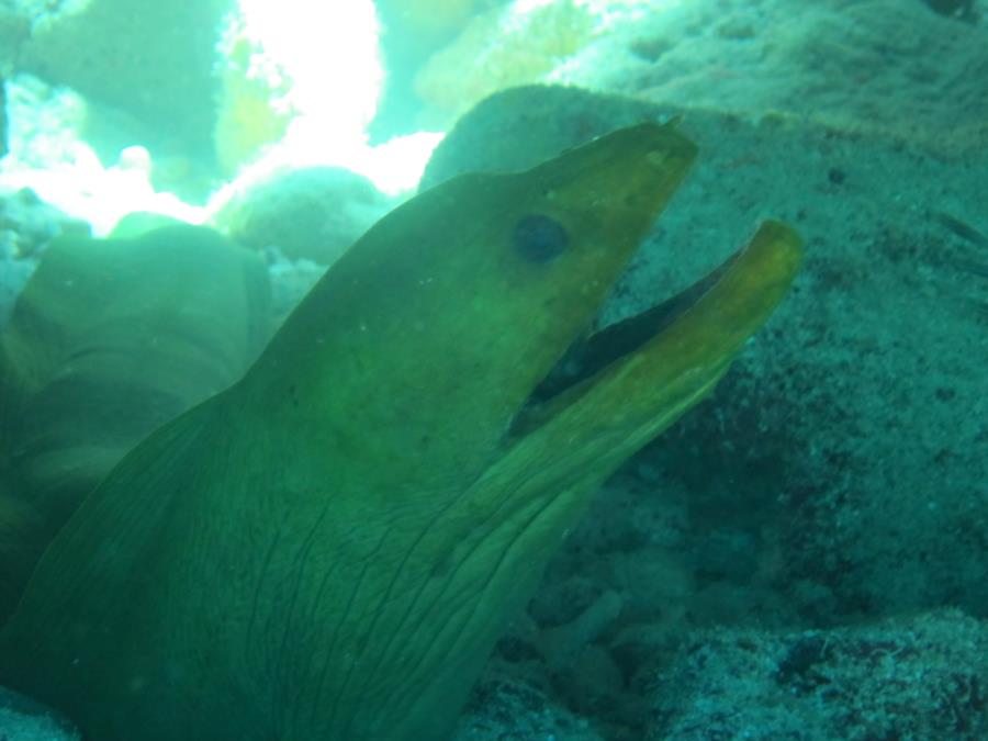 Eel