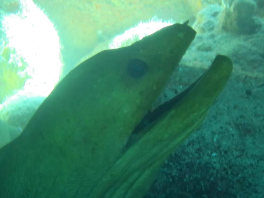 Eel