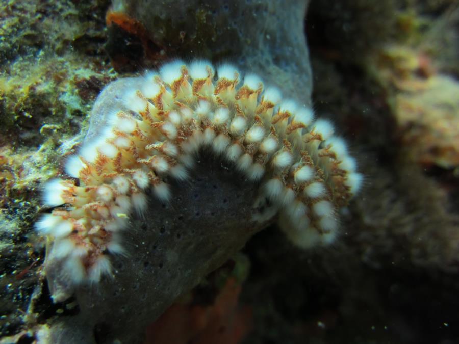 Bristle Worm