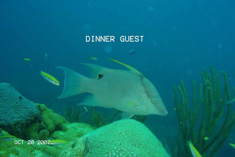 DINNER GUEST