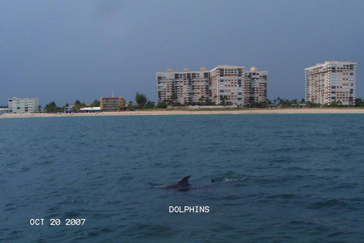 DOLPHINS