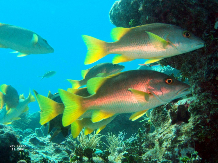 School Master @ French Reef Key Largo, Florida