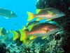 School Master @ French Reef Key Largo, Florida