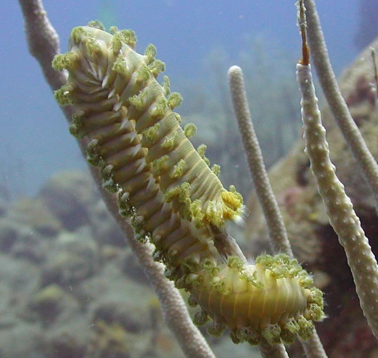 bristleworm