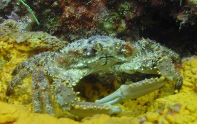 crab