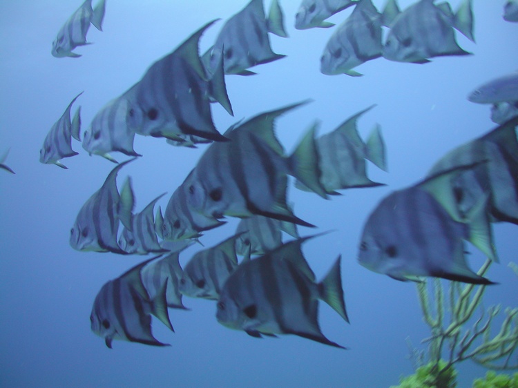 angelfish