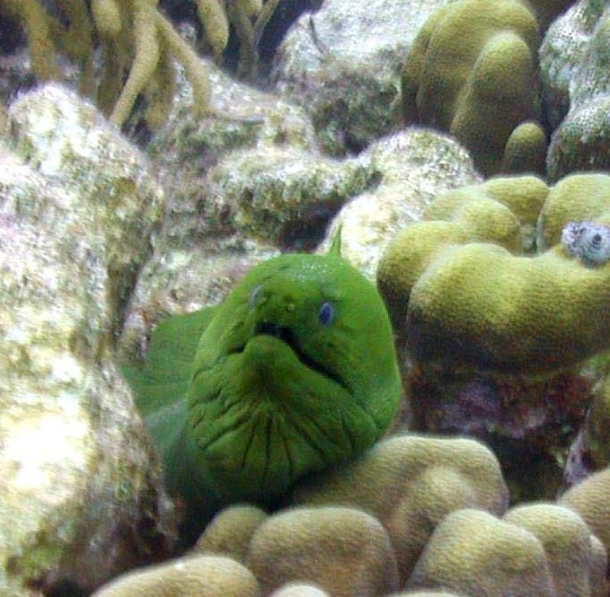 moray