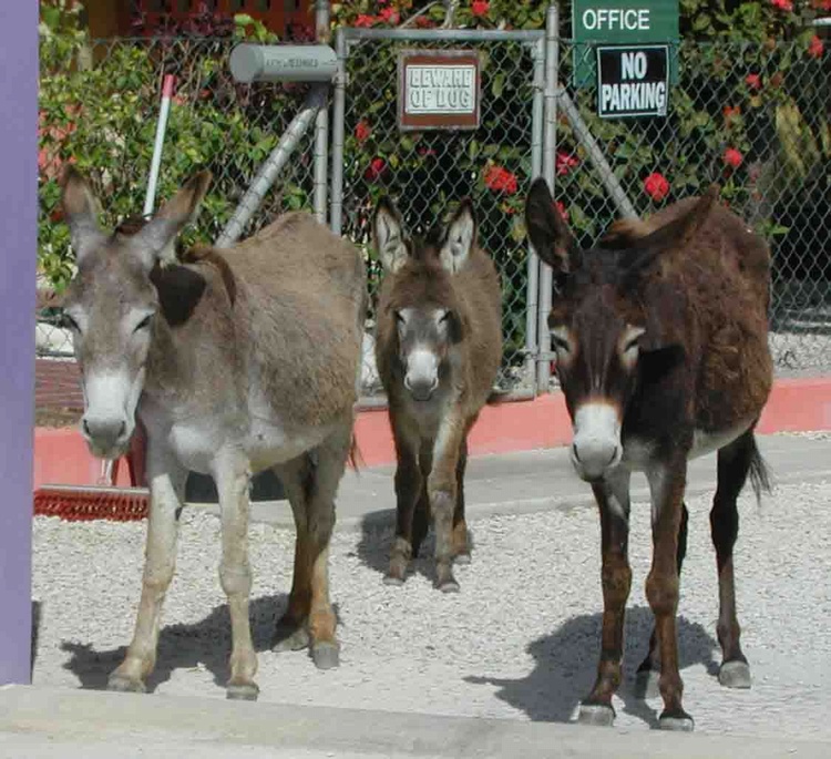 my buddies in Bonaire