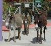 my buddies in Bonaire