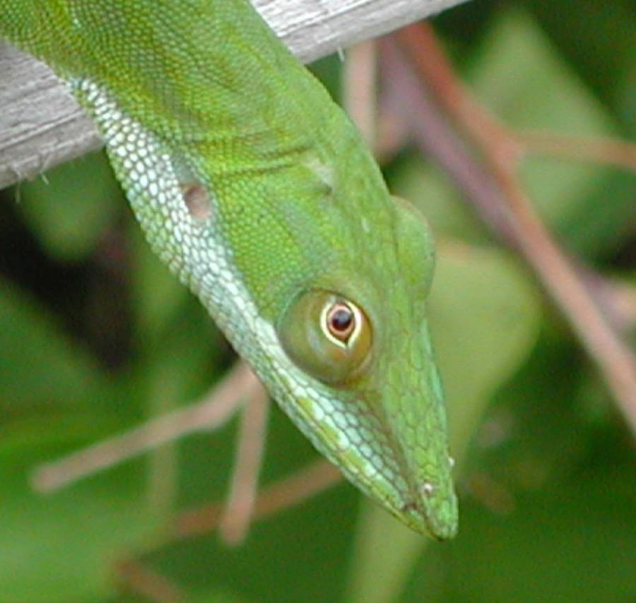 Lizard in Roatan