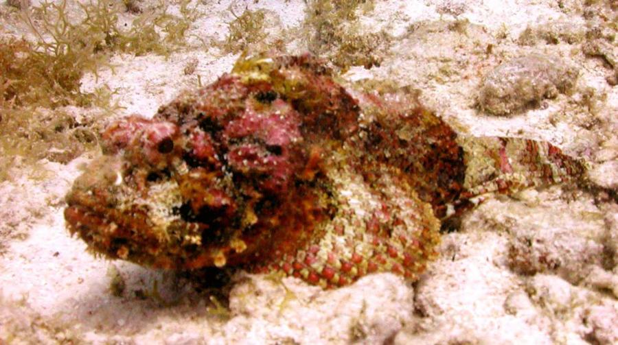 Stone Fish in Saba