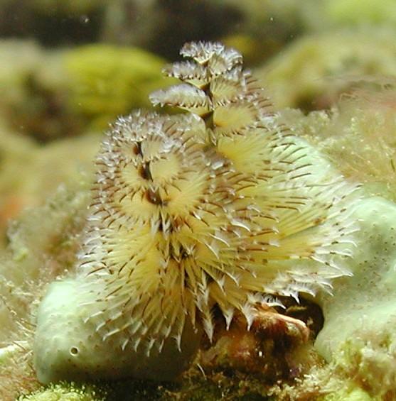 Christmas Tree worm