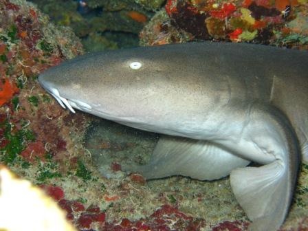 Nurse Shark - Poseidon IV, Santa-Lucia, Cuba - april 06