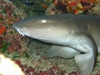 Nurse Shark - Poseidon IV, Santa-Lucia, Cuba - april 06