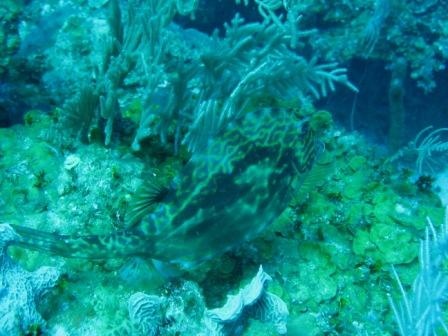 Honeycomb Cowfish - Santa-Lucia, Cuba, april 06