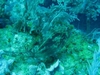 Honeycomb Cowfish - Santa-Lucia, Cuba, april 06