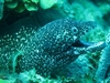 Spotted Moray Eel - Santa Lucia, Cuba - april 06