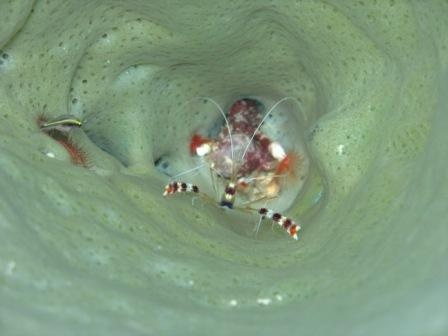 Banded Coral Shrimp in a Sea Sponge - Playa Giron, Cuba - jan 07