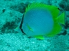 Spotfin Butterflyfish - Santa Lucia, Cuba - april 06