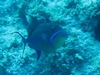 Queen Triggerfish - Santa Lucia, Cuba April 06