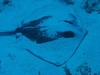 Southern Stingray - Santa Lucia, Cuba - April 06