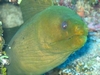 Moray Eel - Santa Lucia, Cuba - April 06