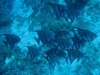 School of Atlantic Spadefish - Santa Lucia, Cuba - April 06