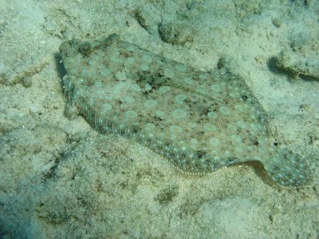 Peacock Flounder - Playa Giron, Cuba - Jan 07