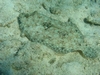 Peacock Flounder - Playa Giron, Cuba - Jan 07