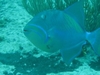 Queen Triggerfish - Playa Giron, Cuba - Jan 07