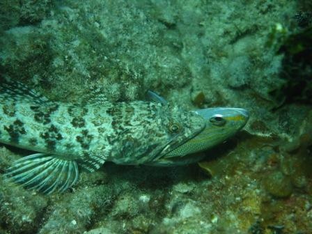Sand Diver eating Yellowtail Snapper - Playa Giron, Cuba - Jan 07