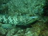 Sand Diver eating Yellowtail Snapper - Playa Giron, Cuba - Jan 07