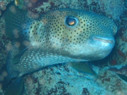 Spotfin Burrfish - Playa Giron, Cuba - Jan 07