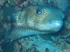 Spotfin Burrfish - Playa Giron, Cuba - Jan 07