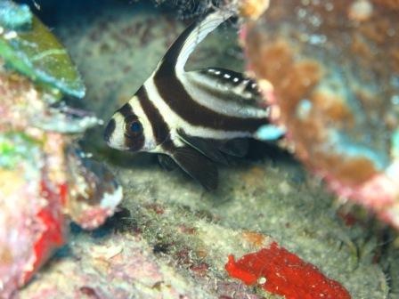 Spotted Drumfish - Playa Giron, Cuba - Jan 07