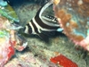 Spotted Drumfish - Playa Giron, Cuba - Jan 07