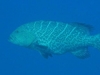 Tiger Grouper - Playa Giron - Jan 07
