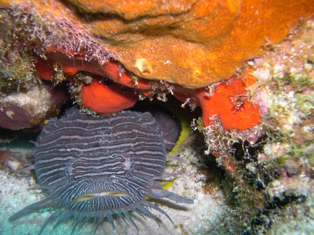 Splendid Toadfish, Cozumel