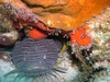 Splendid Toadfish, Cozumel