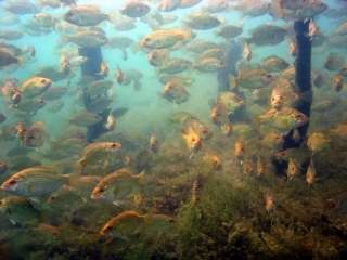 Rock bass - Higgins Lake