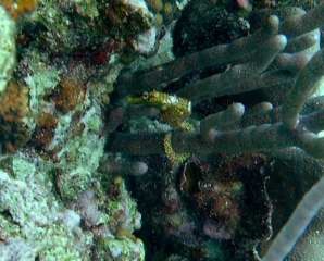 Long Snout - Bonaire