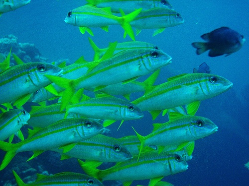 Fish at Nemos, Fiji!