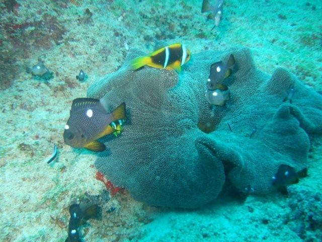 Anemone fish in Fiji