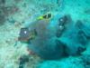 Anemone fish in Fiji