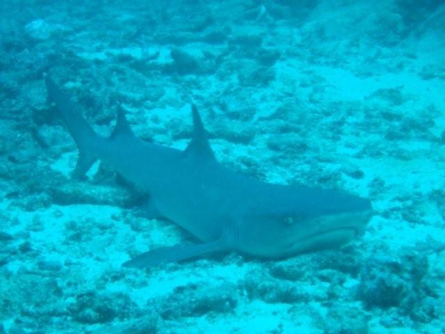 Whitetip shark sleeping in Fiji